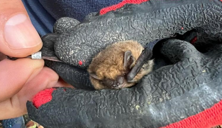 Yarasalar üzerinde yaptığı bilimsel araştırmalar ile daha önce adından sıkça