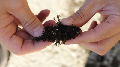 Çankırı Karatekin Üniversitesi Orman Fakültesi Orman Botaniği Anabilim Dalı Başkanı