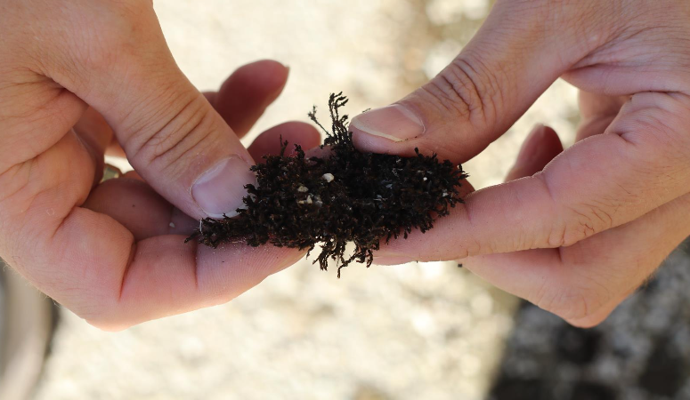 Çankırı Karatekin Üniversitesi Orman Fakültesi Orman Botaniği Anabilim Dalı Başkanı