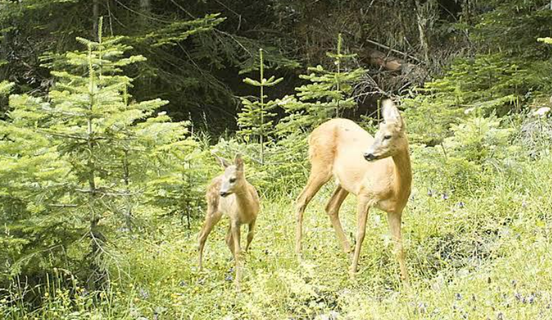 ÇAKÜ Orman Fakültesi Peyzaj Mimarlığı Bölümü Öğretim Üyesi Doç.Dr.Ali Uğur